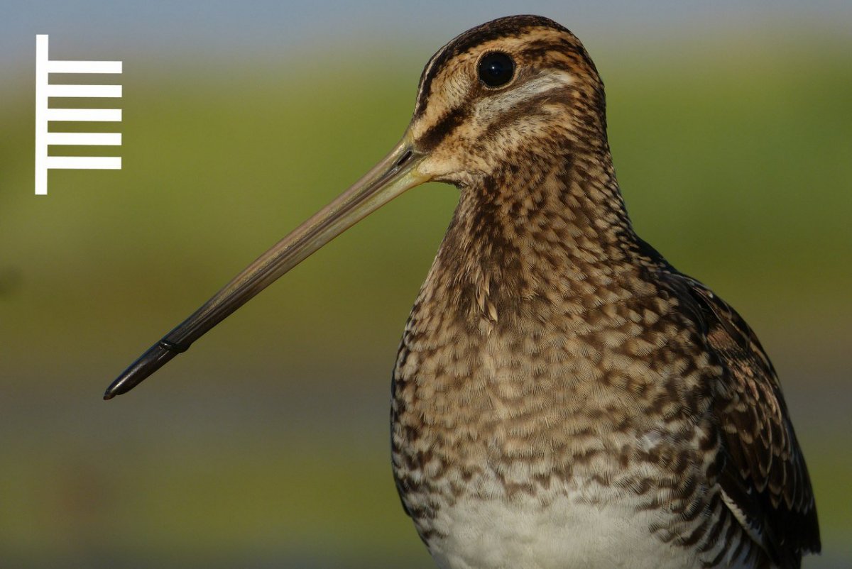 Кулик Бекас