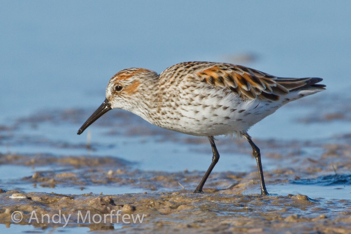 Птица Чибис Бекас