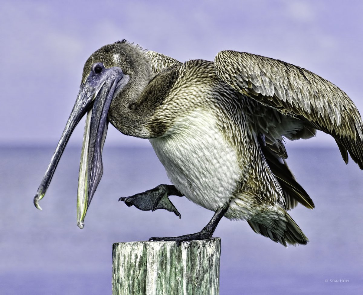 Пеликаны хищники