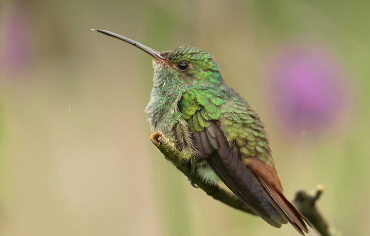 Колибри птица длинный клюв