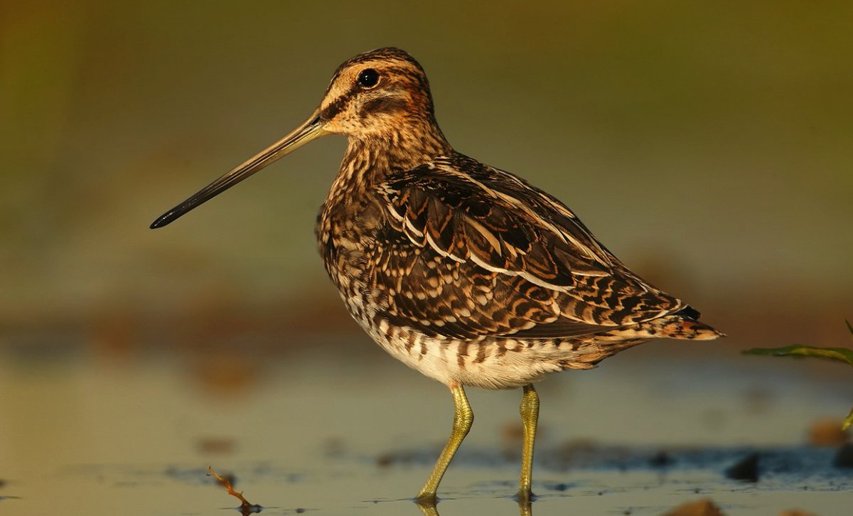 Болотный Кулик вальдшнеп