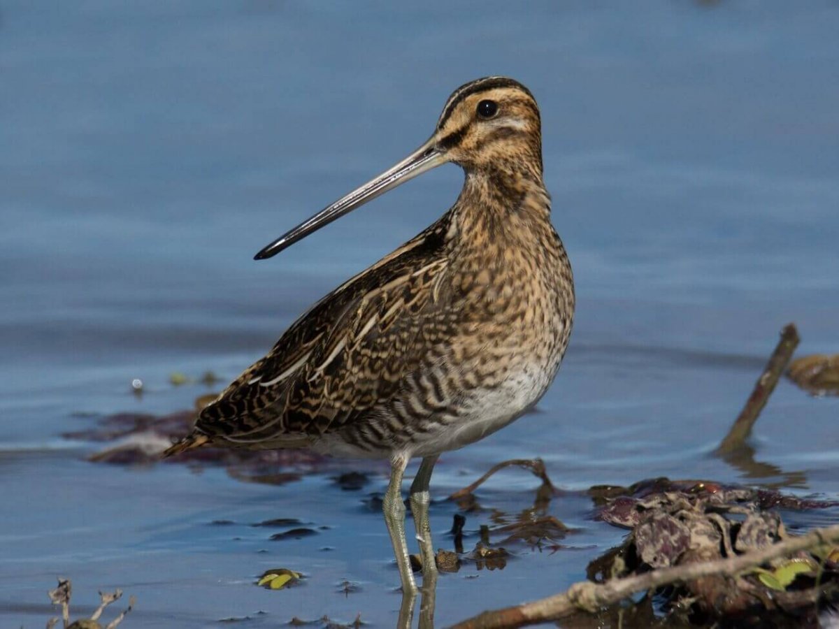 Вальдшнеп кроншнеп Бекас
