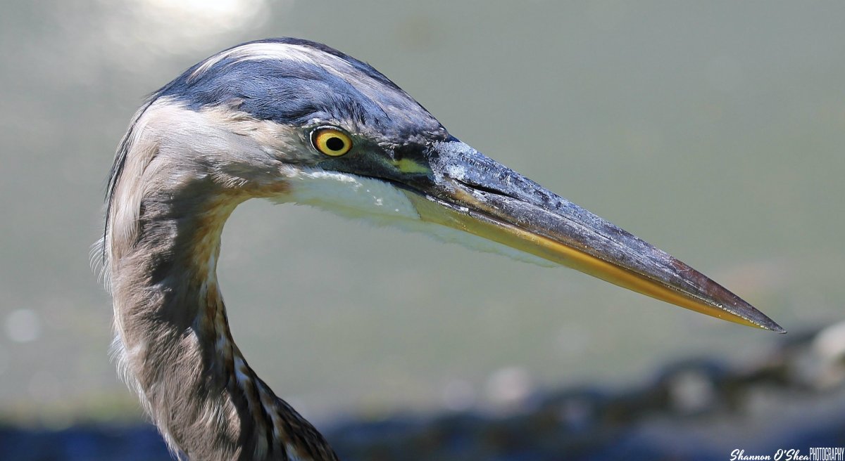 Цапля серая клюв