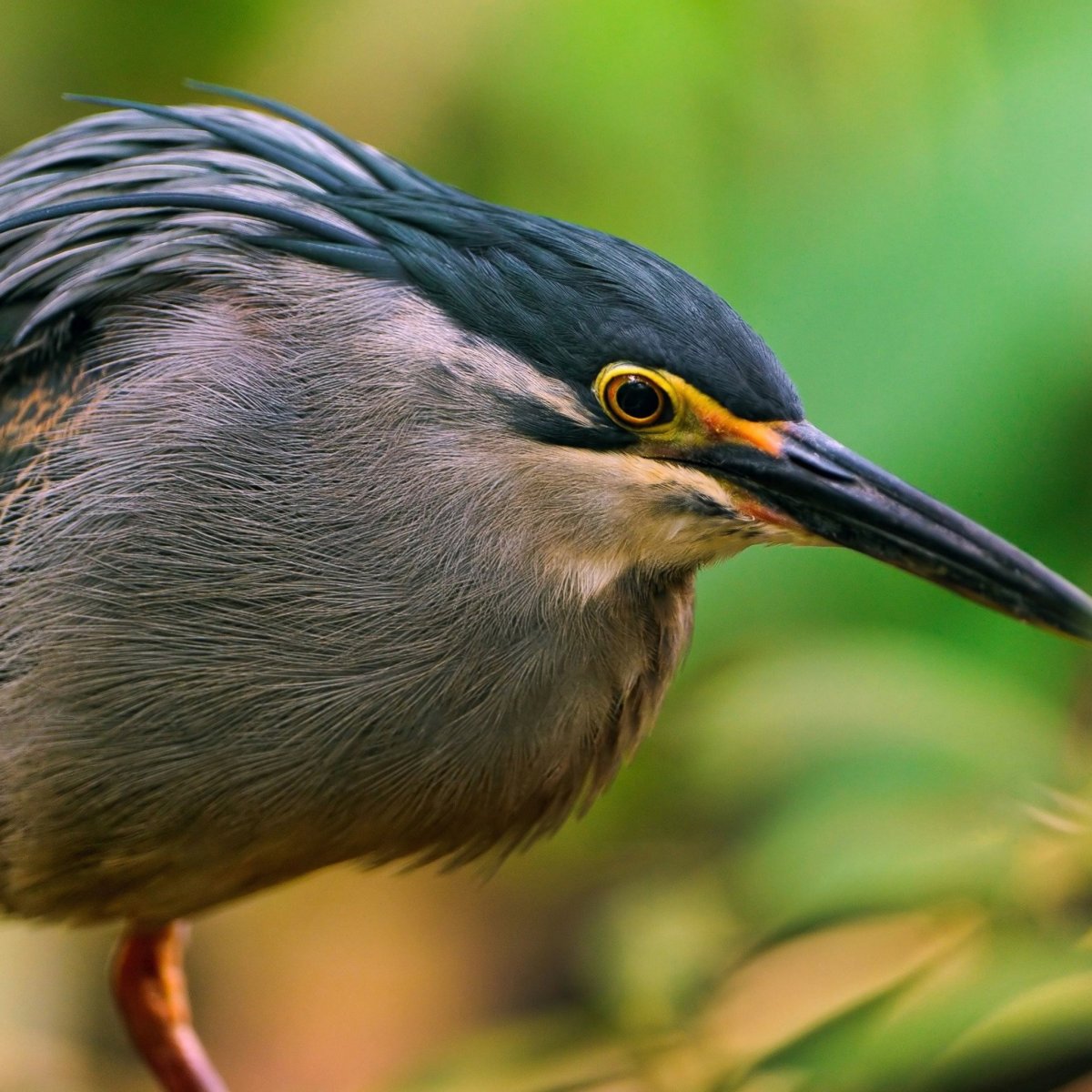 Птица с длинным носом