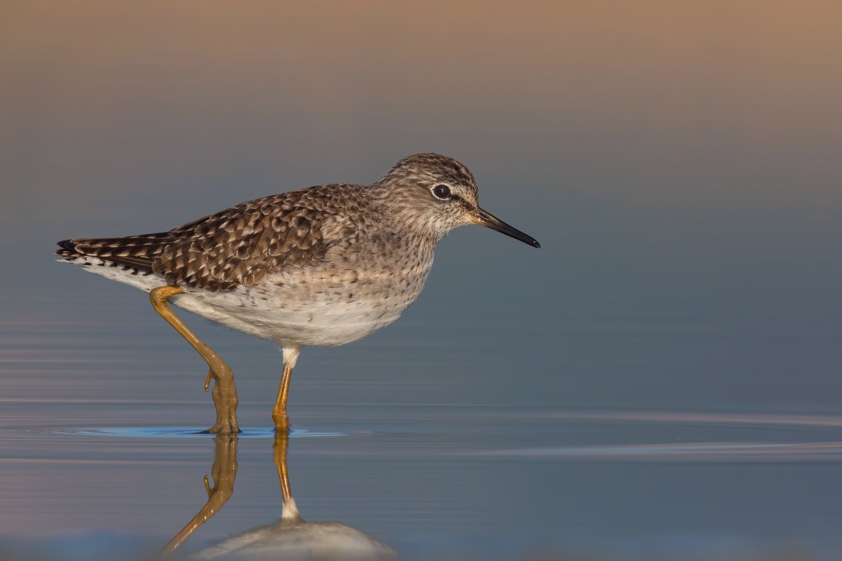 Бекас Кулик птица