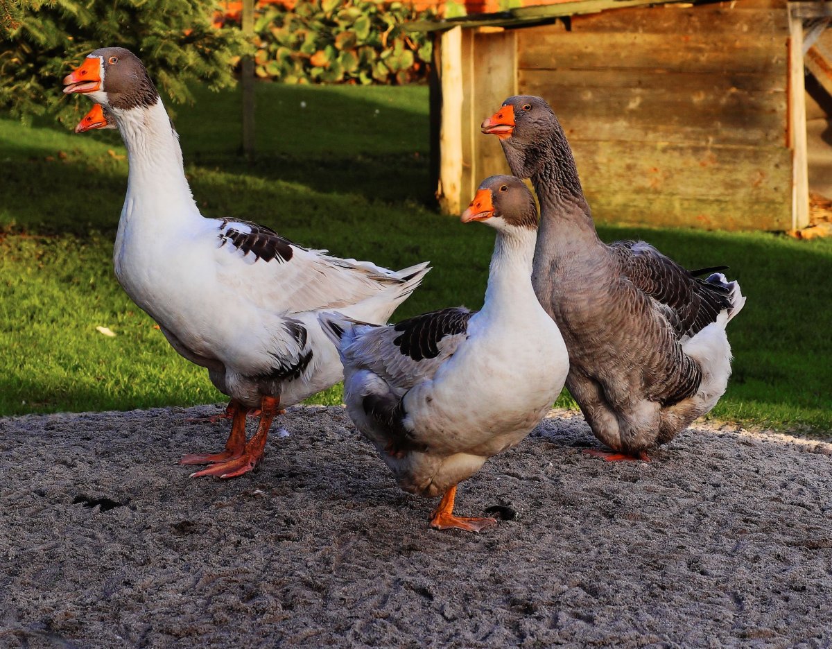 Мулат утка Гусь