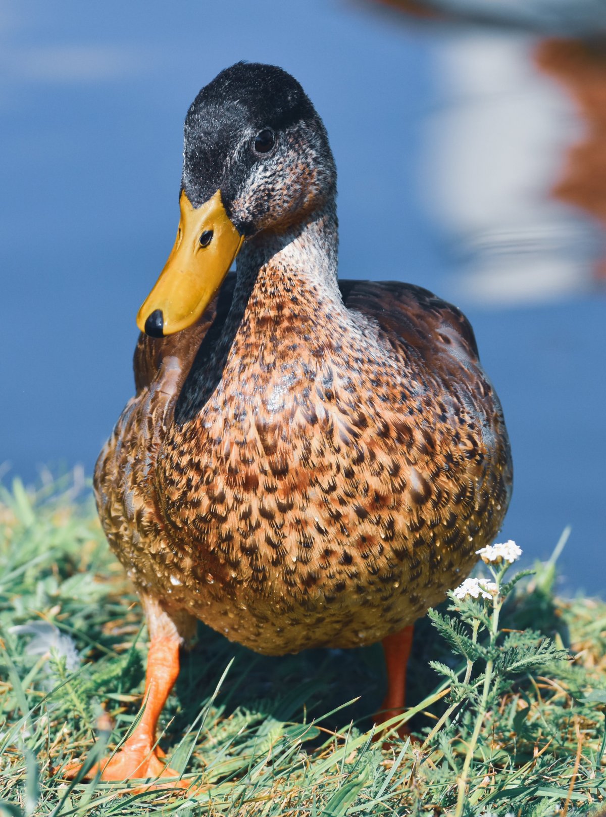 Кряква утка