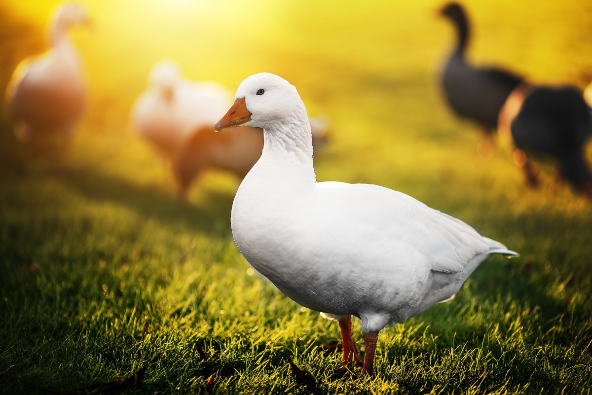 Красивые домашние птицы