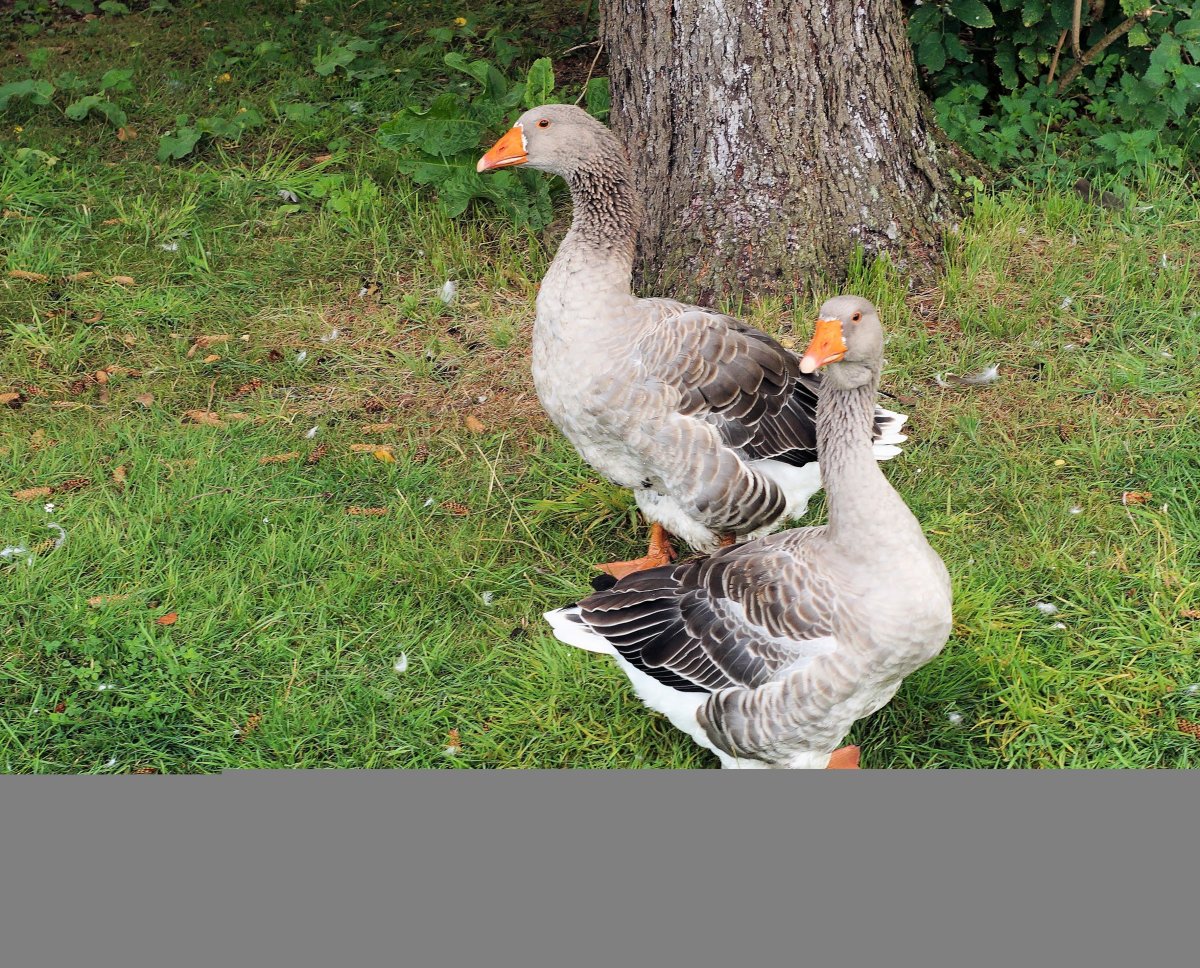 Гусь и гусыня