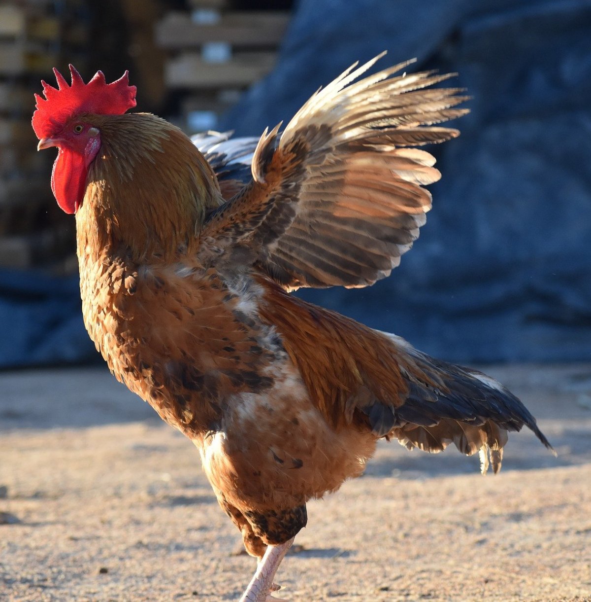 Красивая домашняя птица