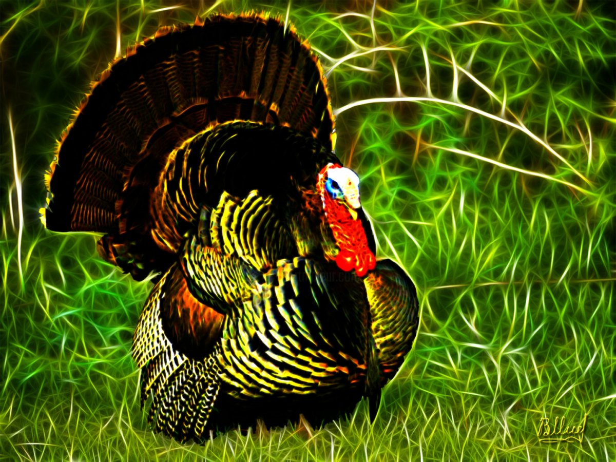 Канадская широкогрудая индейка