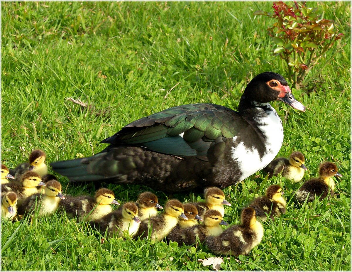 Индоутка утка Гусь