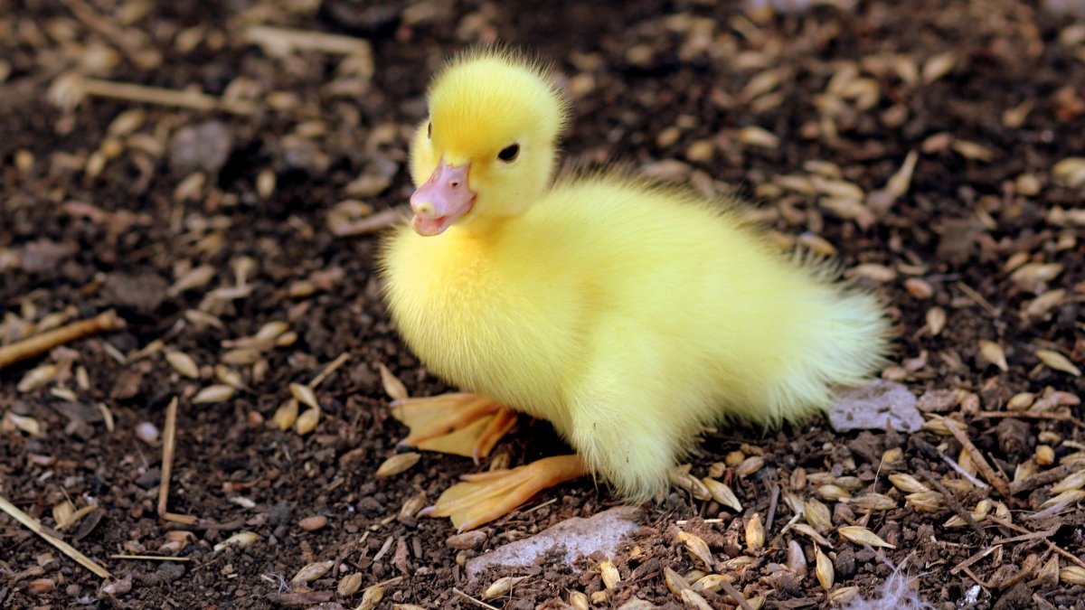 Домашние птицы