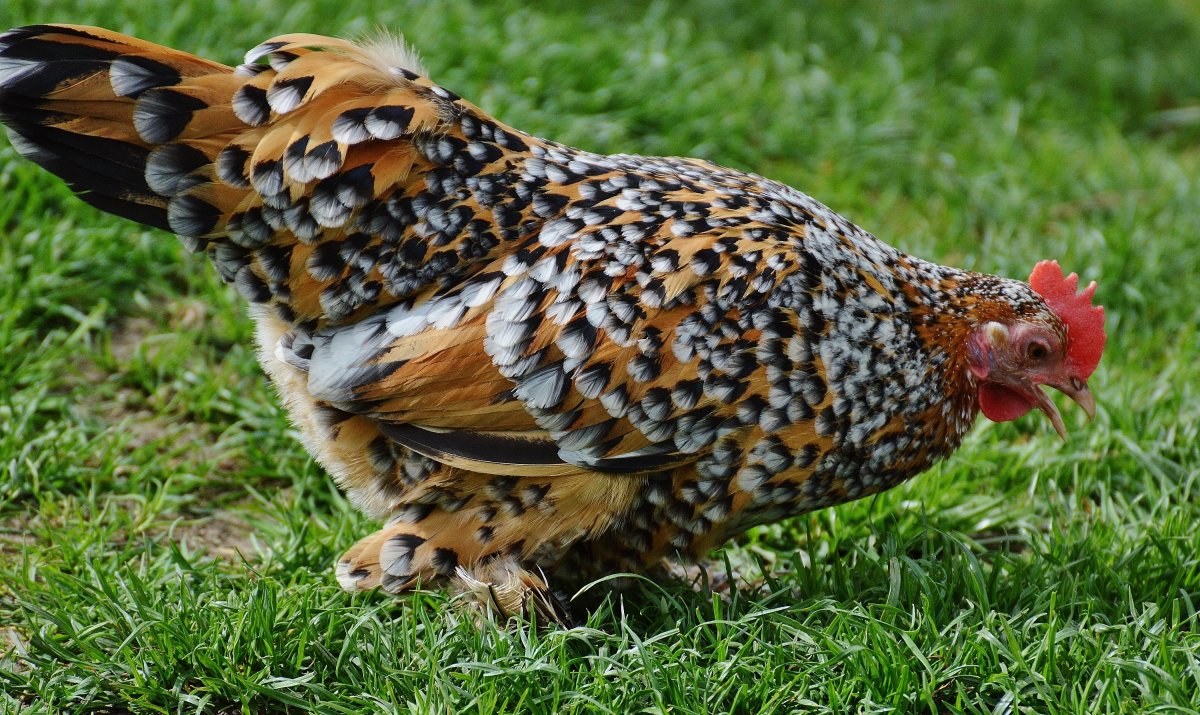 Красивая домашняя птица