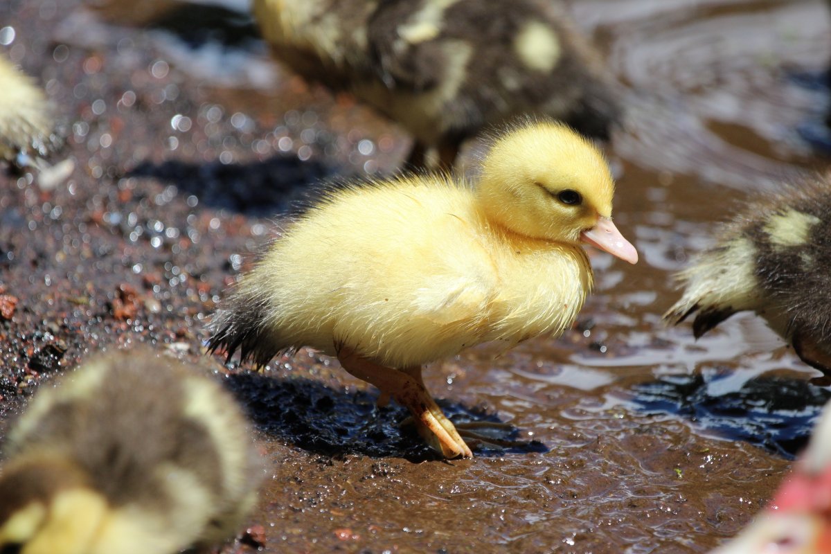 Утята домашние