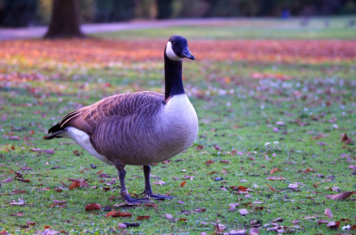 Лиловый Гусь
