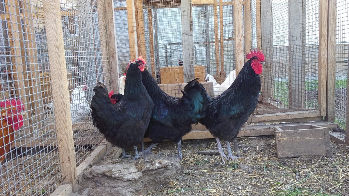 Несушка австралорп