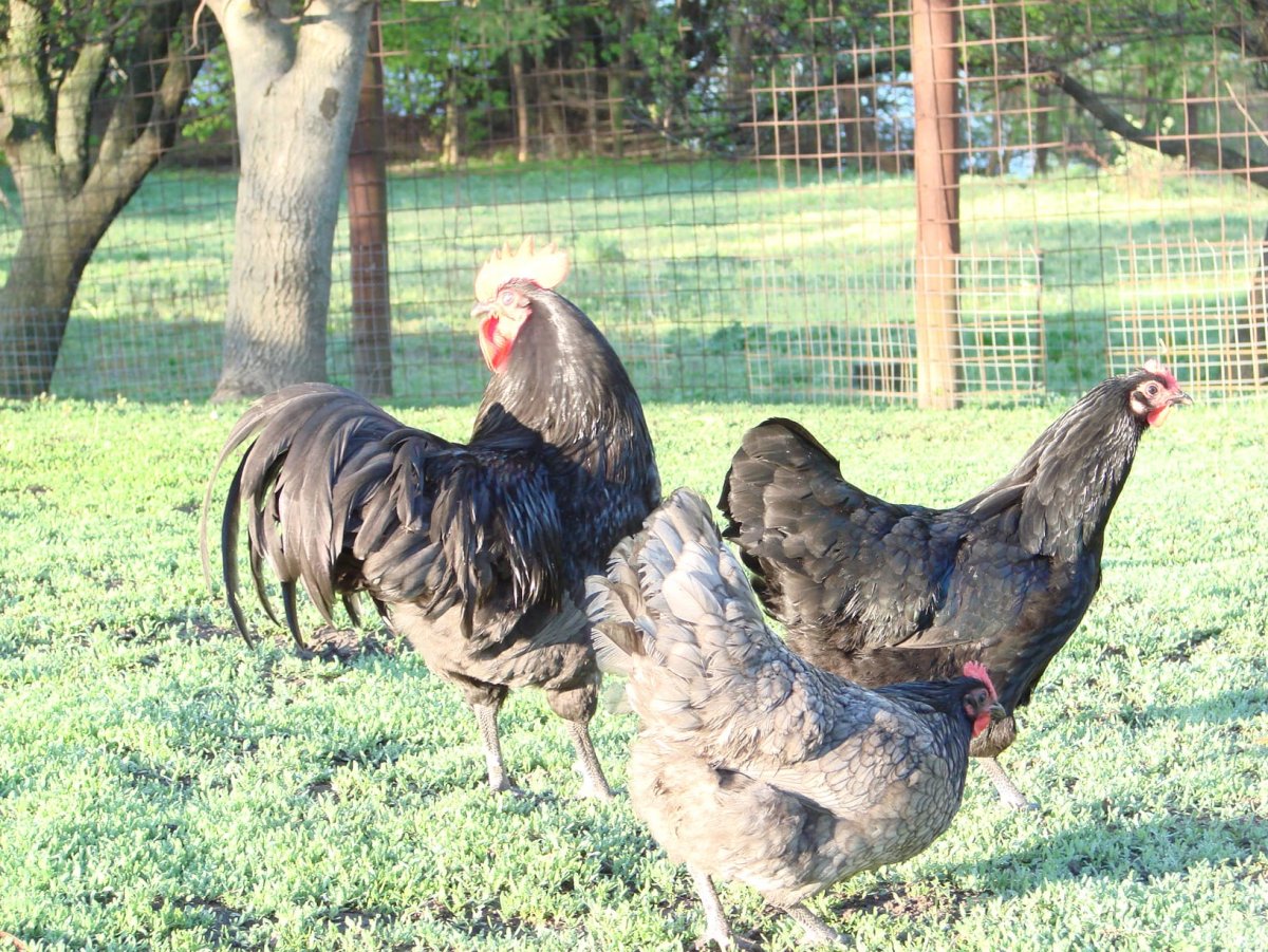 Австралорп, Брама, кохинхин, Маран