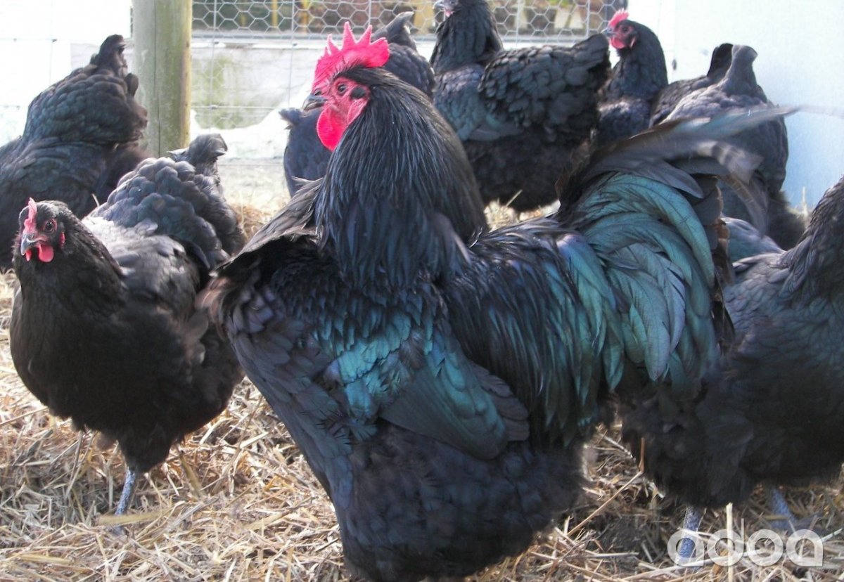 Австралорп пестрый