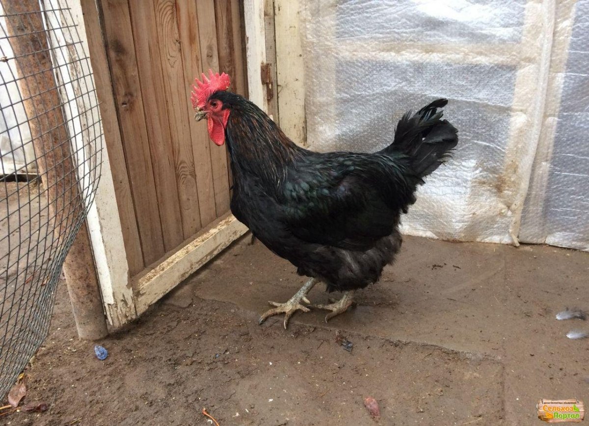 Австралорп петух