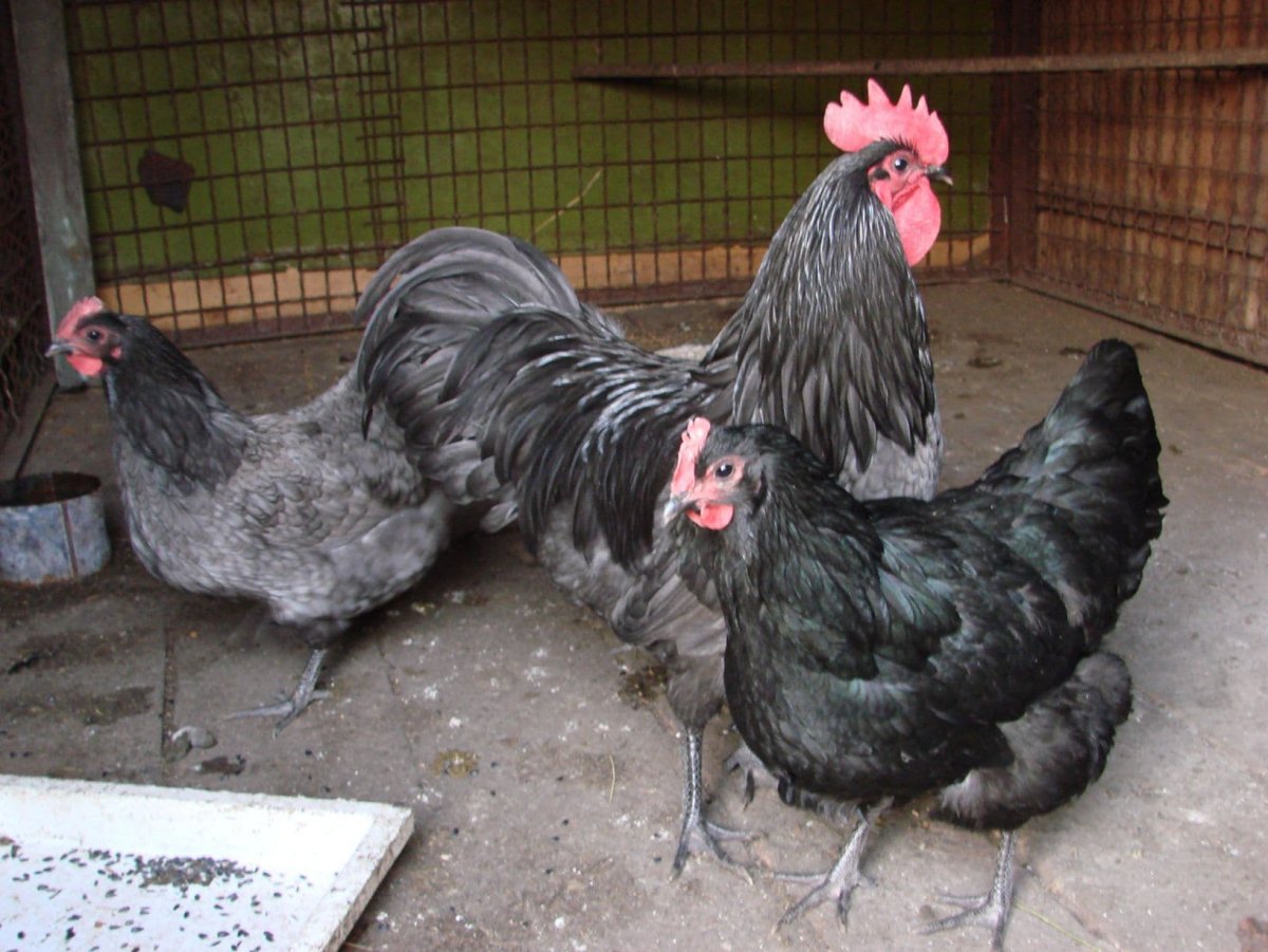 Ливенские куры черно пестрые