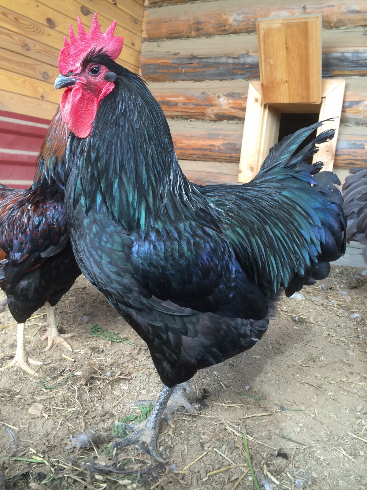 Австралорп наседка