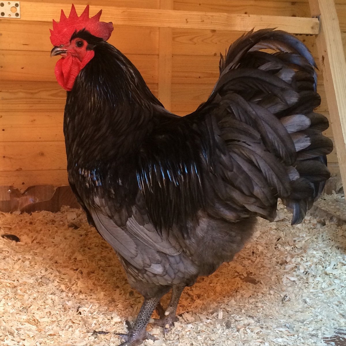 Австралорп мраморный