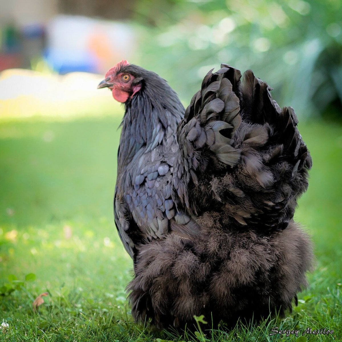 Австралорп порода