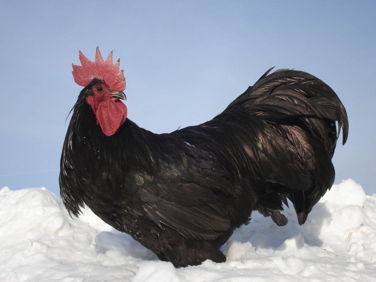 Австралорп пестрый