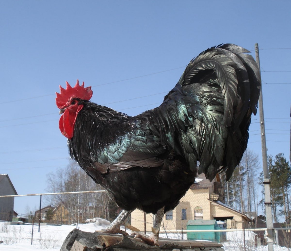 Цыплята австралорп