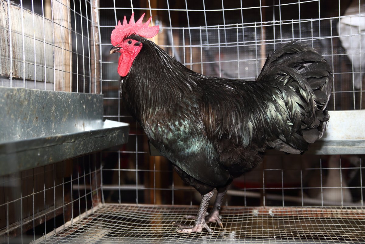 Порода кур австралорп черный цыплята