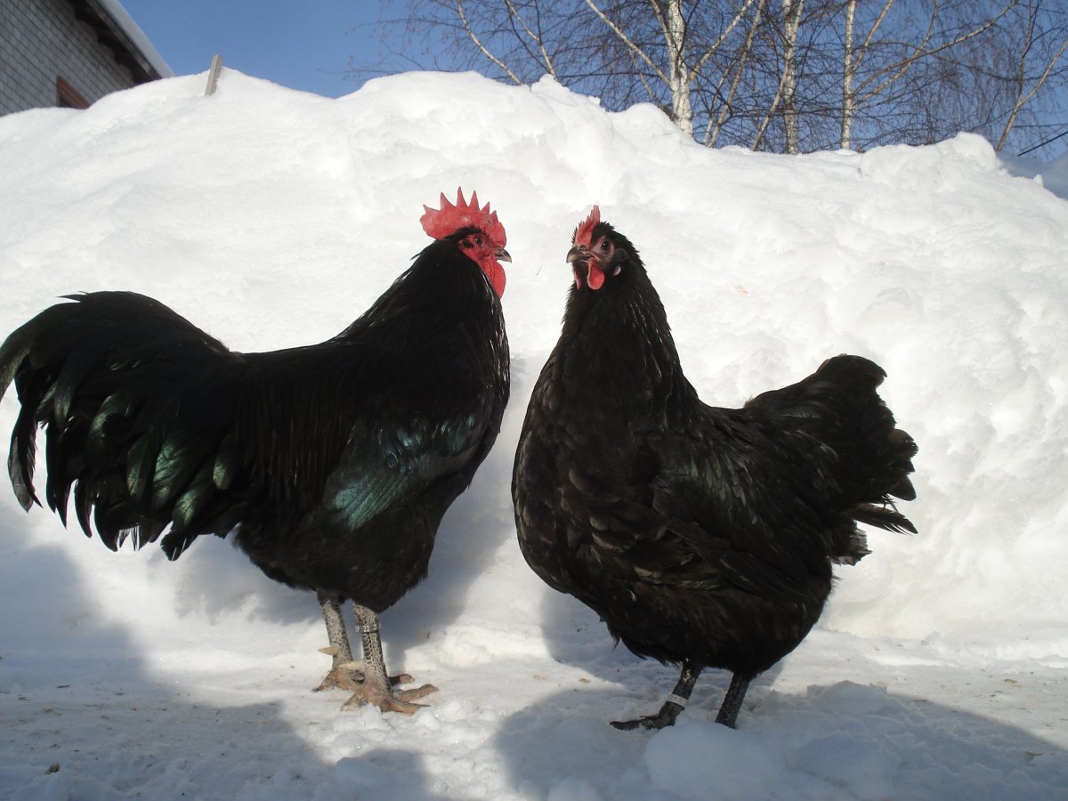 Джерсийский гигант куры