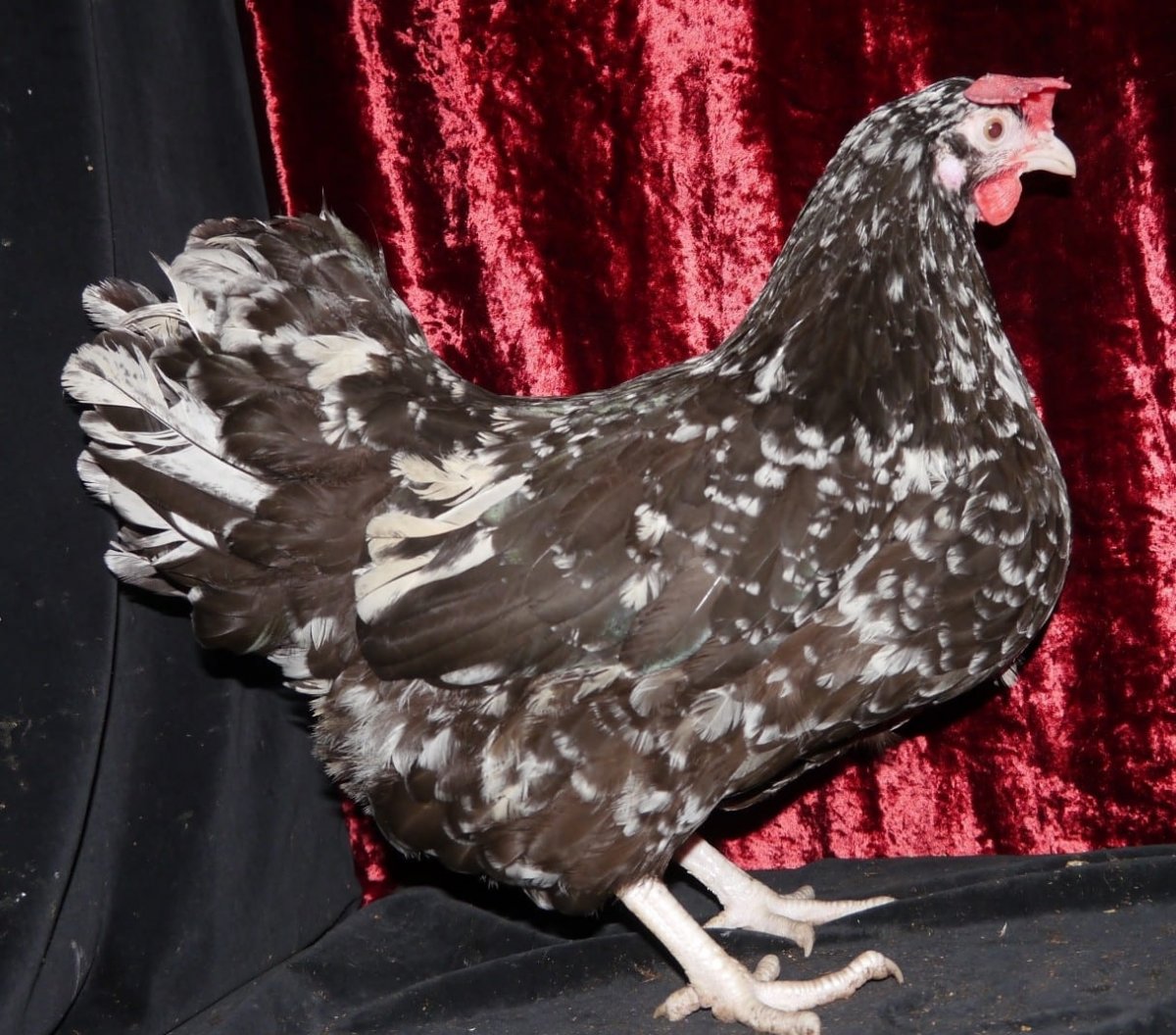 Куры австралорп черный