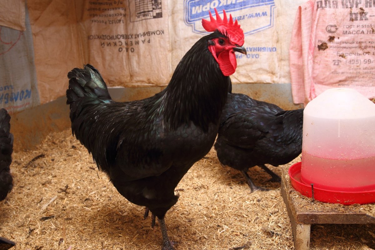 Австралорп, Брама, кохинхин, Маран