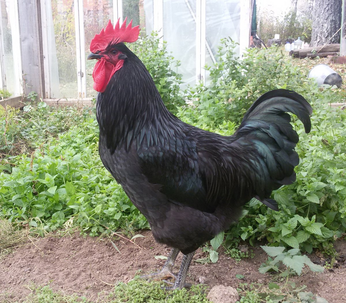 Яйцо австралорпа черного