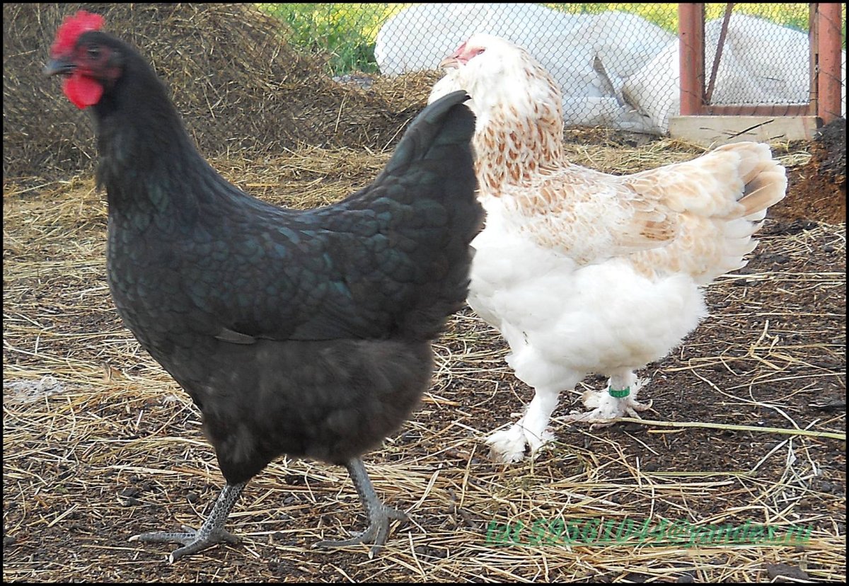 Австралорп инкубация