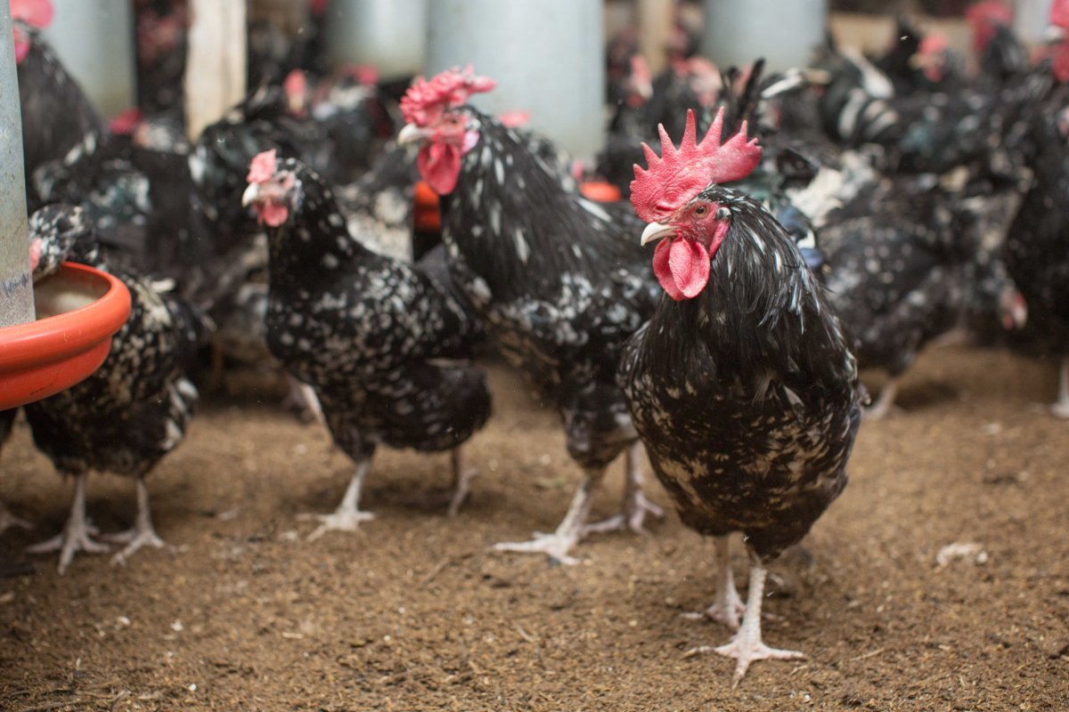 Австралорп, Брама, кохинхин, Маран