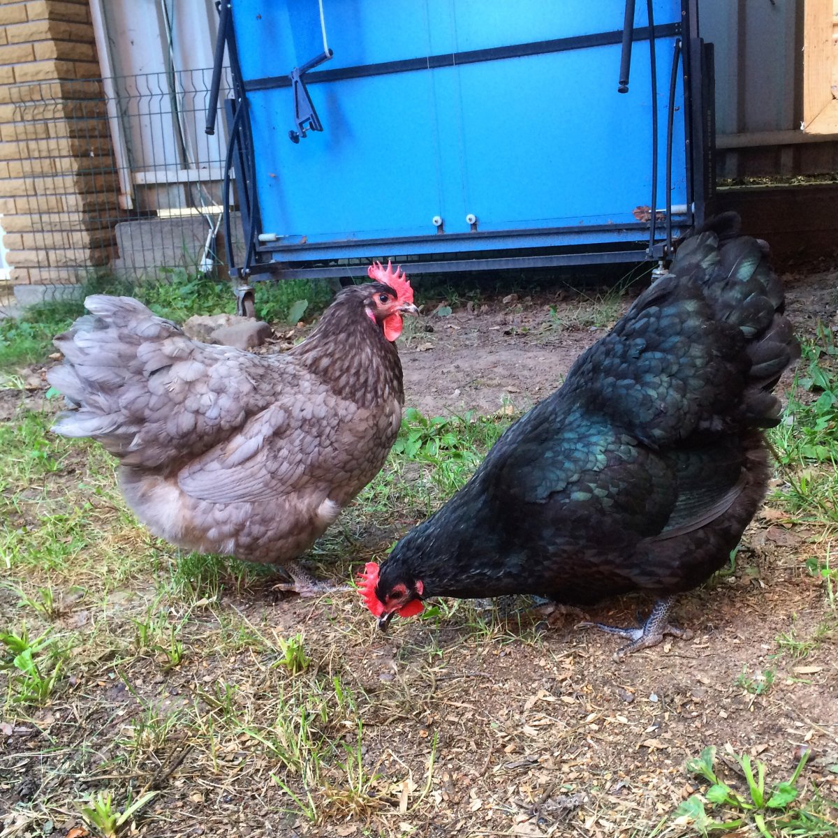 Австралорп голубой окаймленный