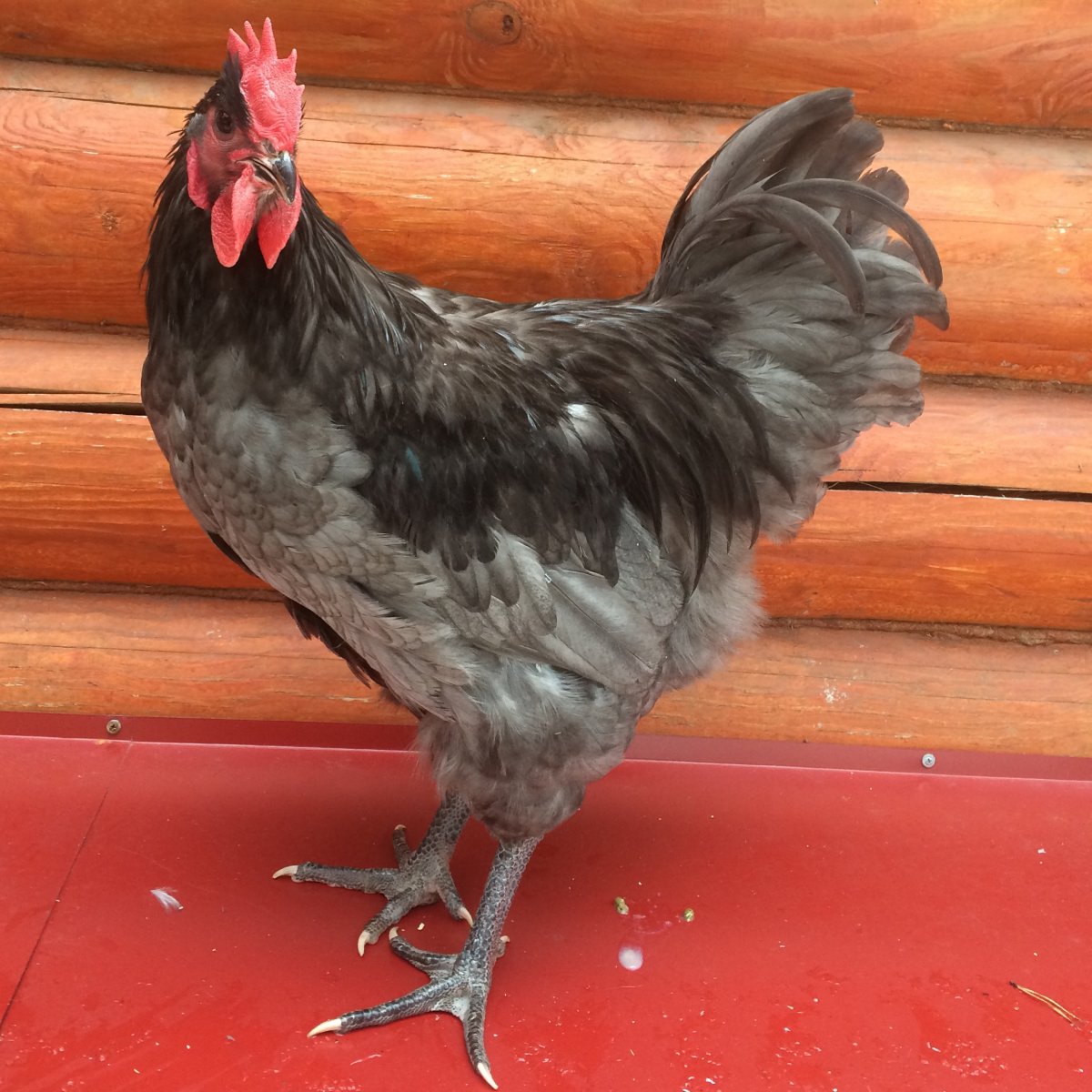 Петух породы австралорп