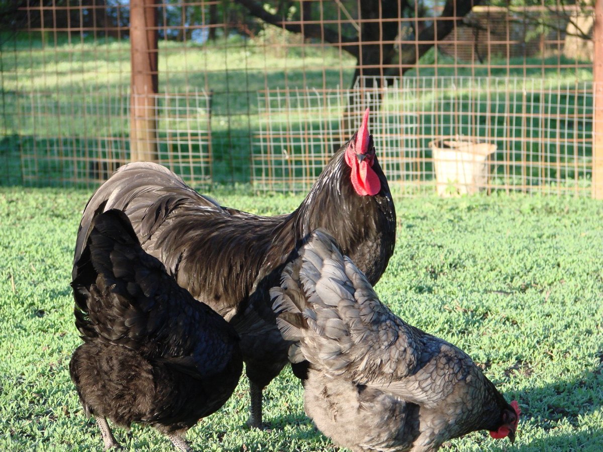 Австралорп, Брама, кохинхин, Маран