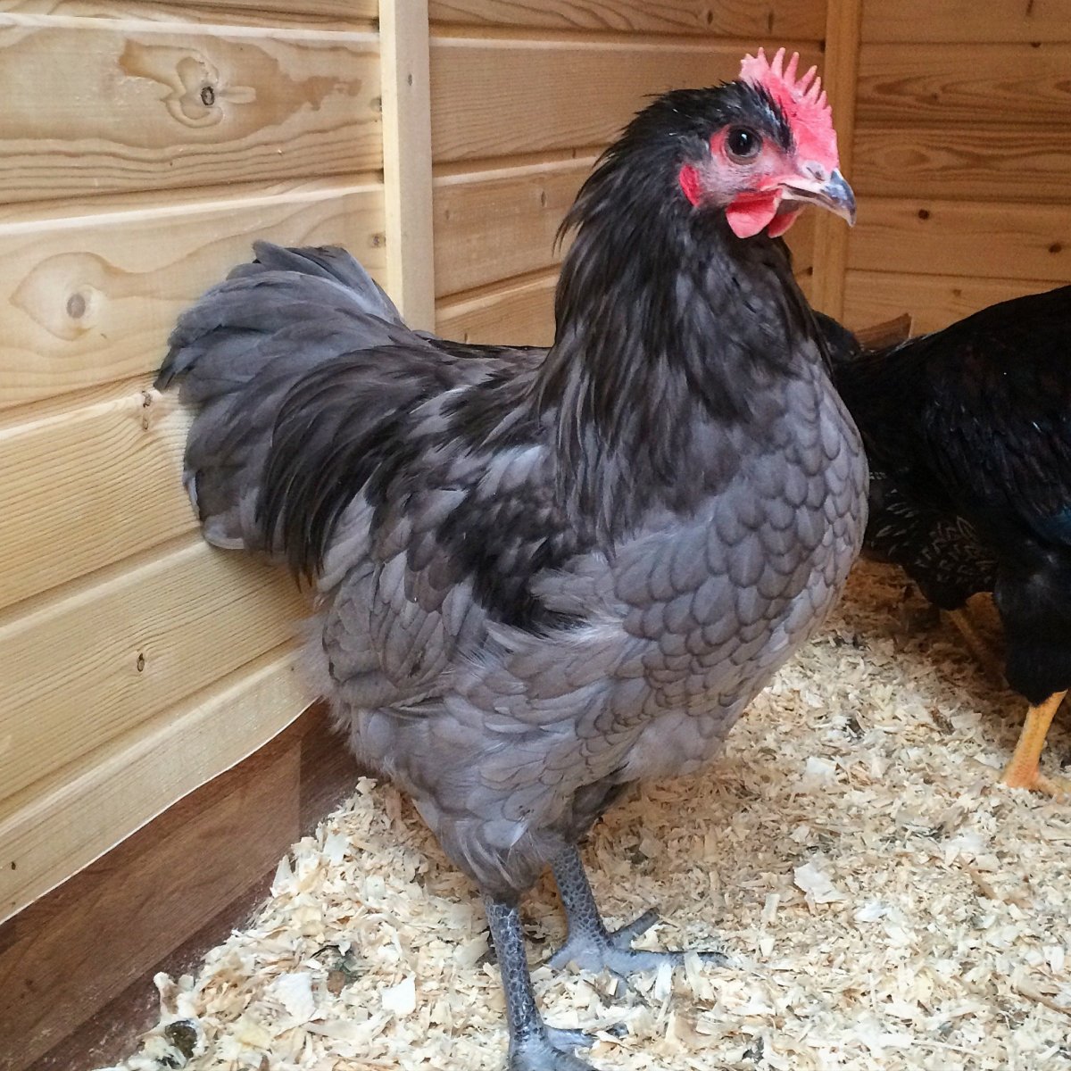 Австралорп черно пестрый