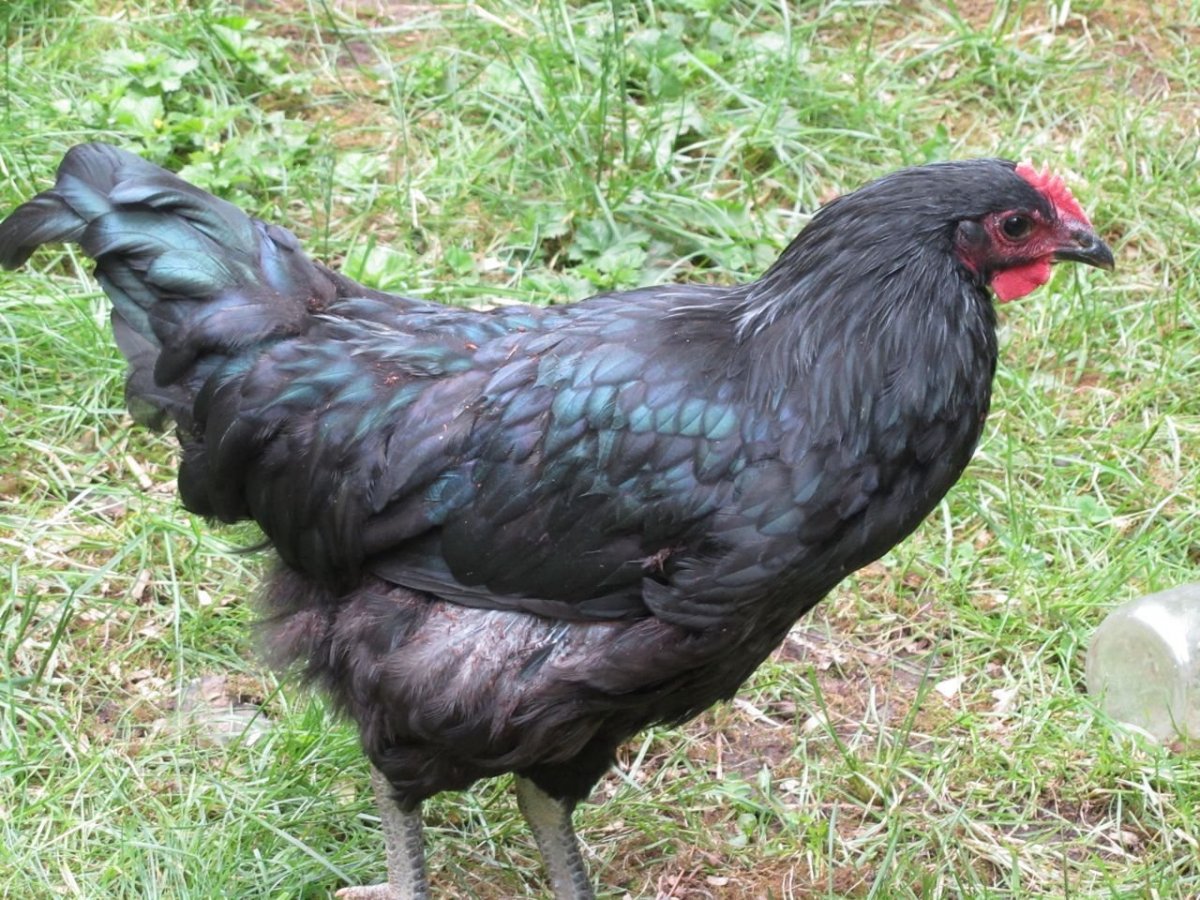 Австралорп мраморный