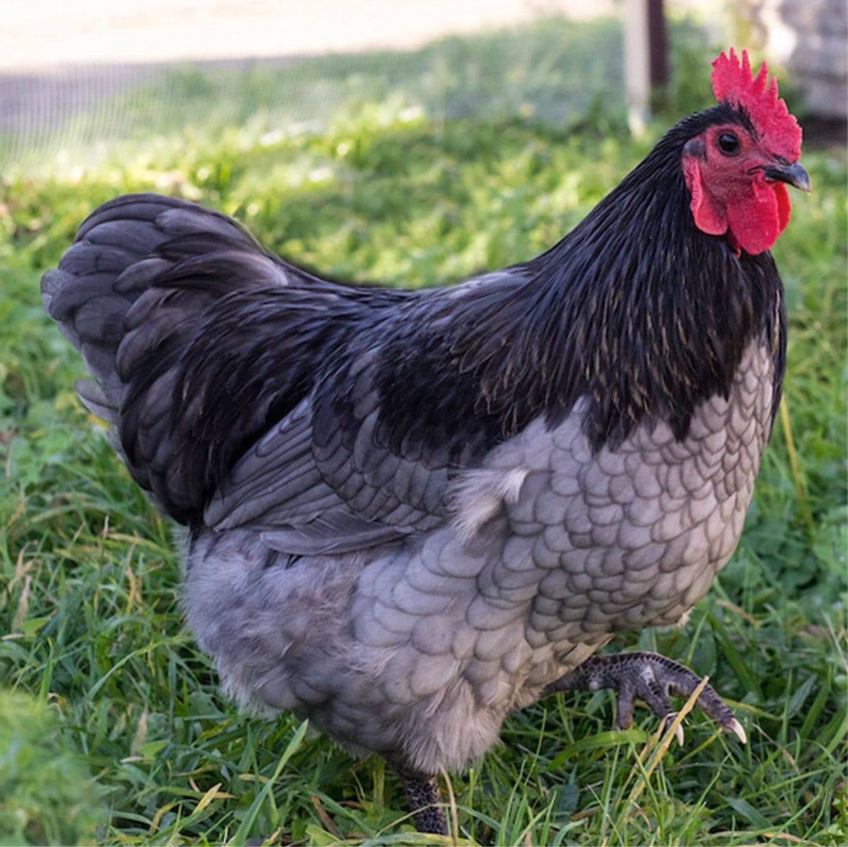 Австралорп мраморный