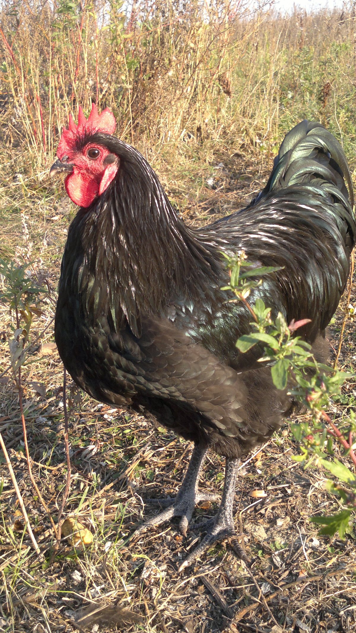 Несушка австралорп черный.