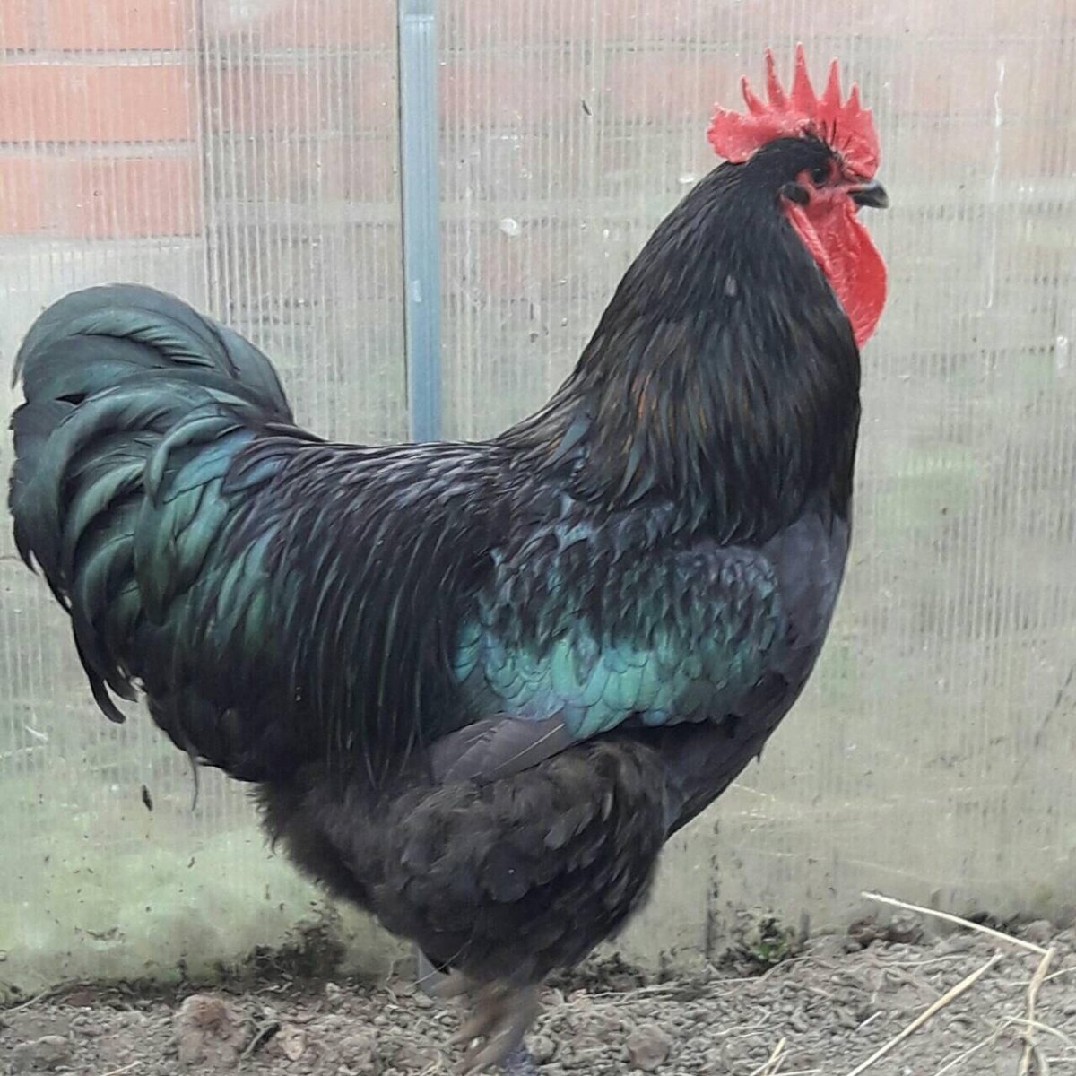 Австралорп порода кур