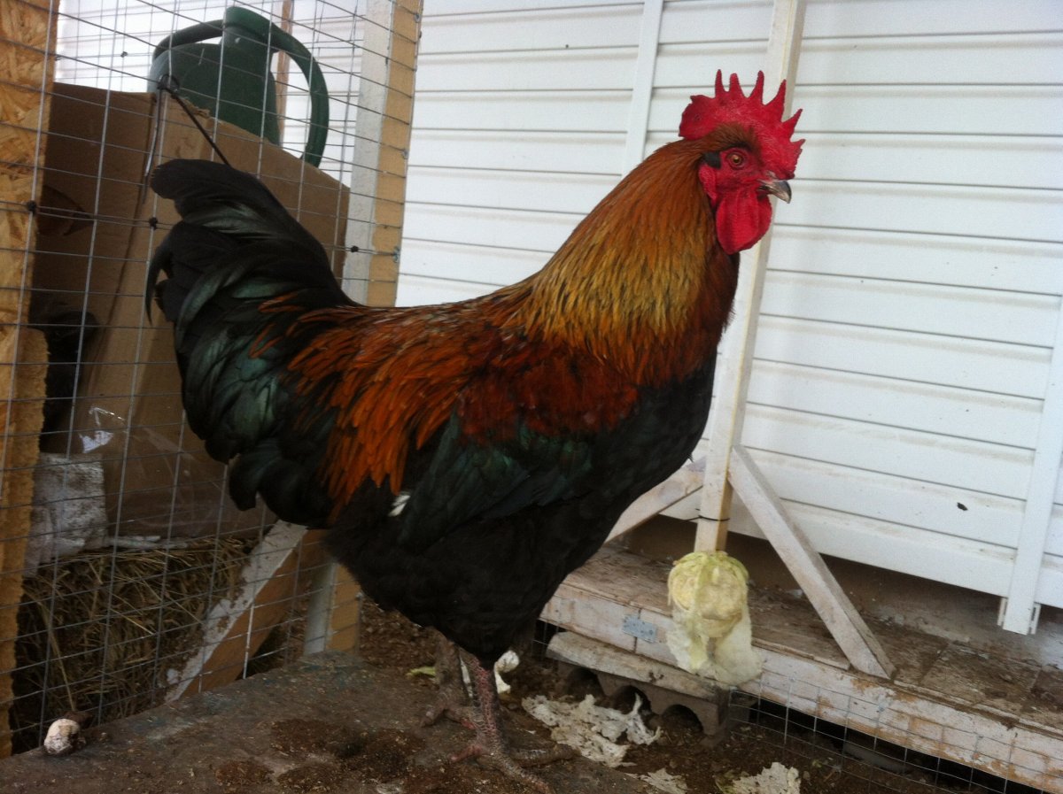 Петух австралорп черный