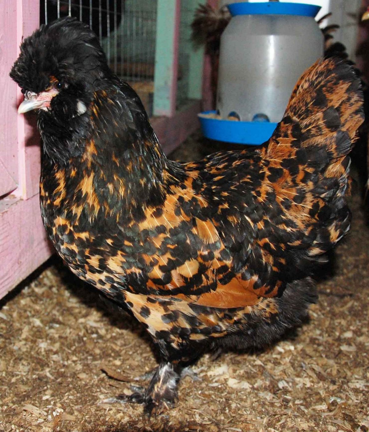 Australorp Motley Chicken