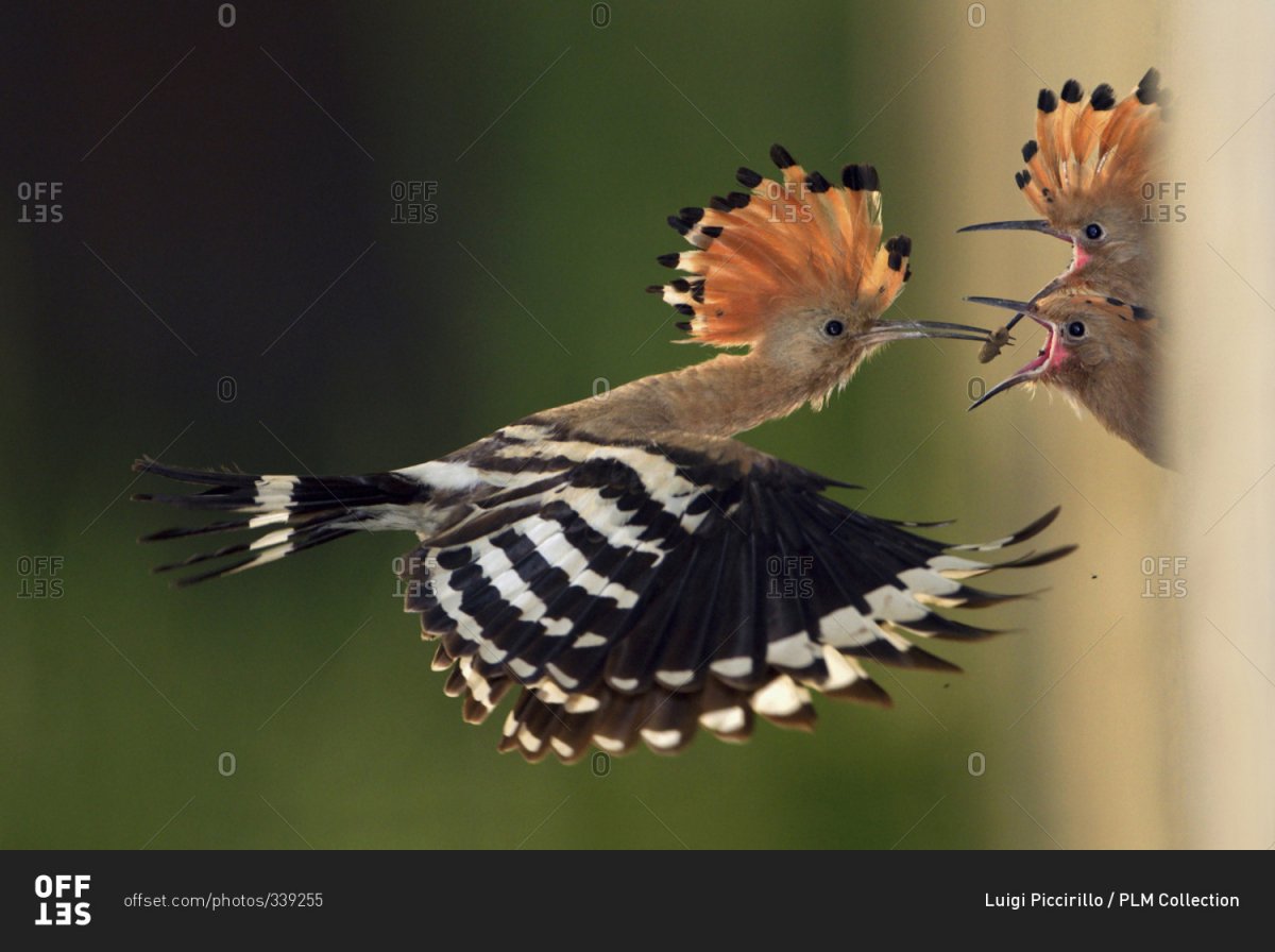 Птица с пятнистыми перьями