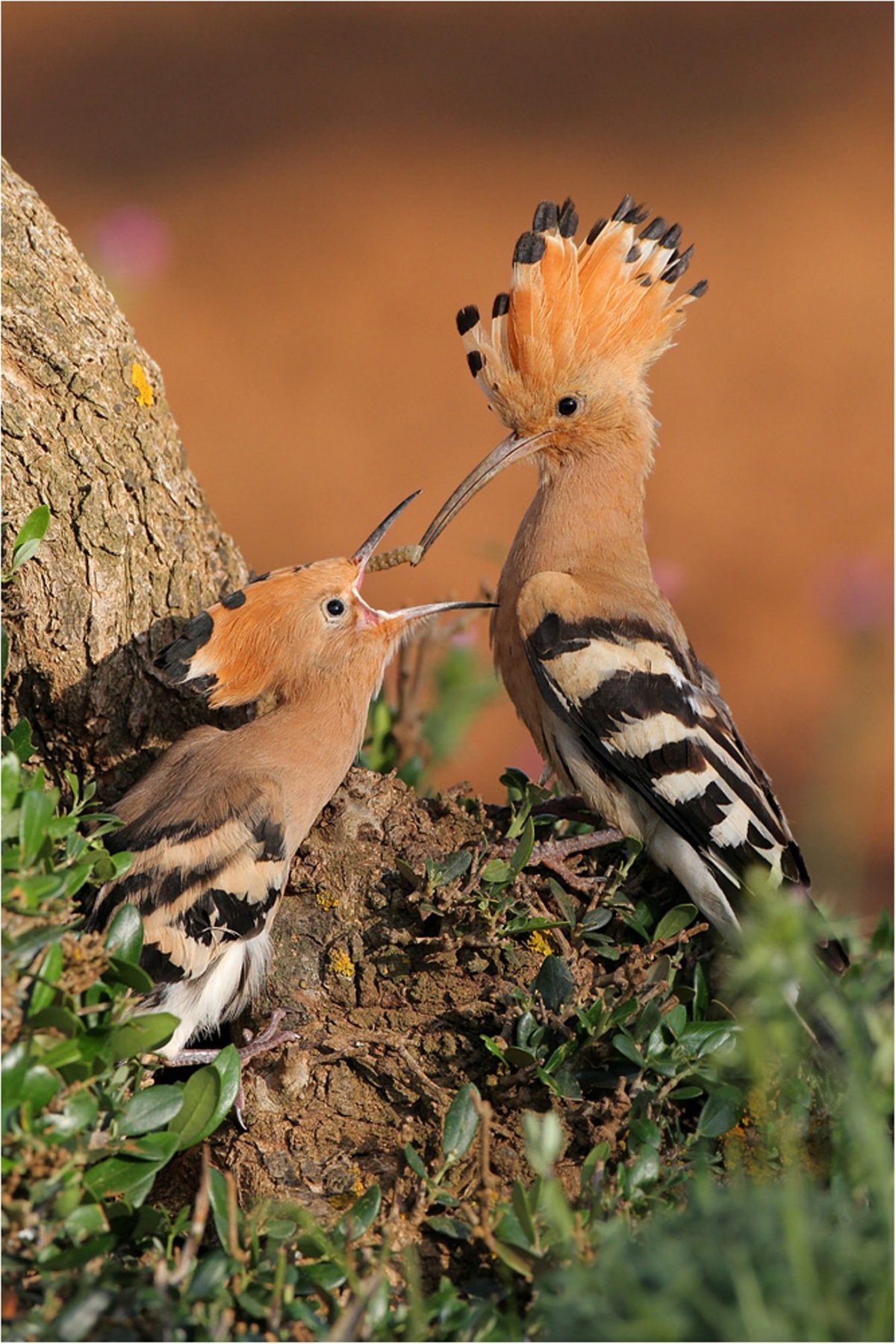 Мадагаскарский Удод