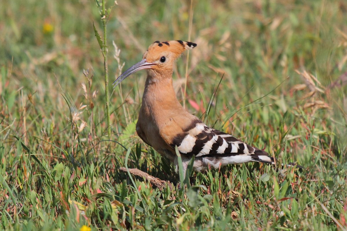 Удод Дальневосточный